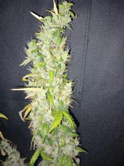 Auto Purple OG Punch - картинка 7