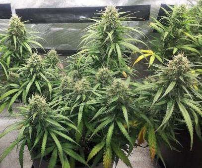 Sour Diesel Auto - картинка 6