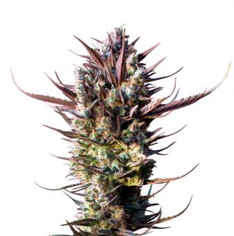 Auto Blueberry - картинка 8