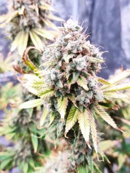 Buddha White Widow - картинка 3