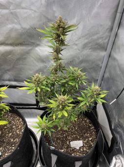 Humboldt Dream Auto - картинка 2