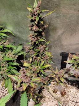 Devil Cream Auto - картинка 1