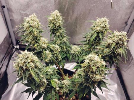 Auto Kong 4 Auto - картинка 3