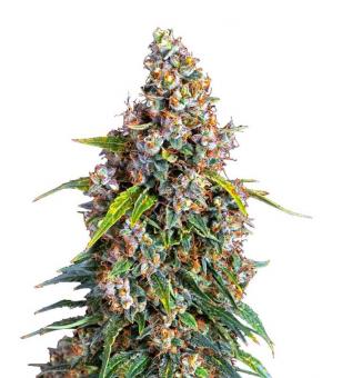 Strawberry Cheesecake Auto - картинка 1