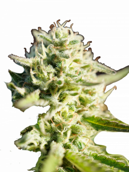Auto Northern Light genetics - картинка 1