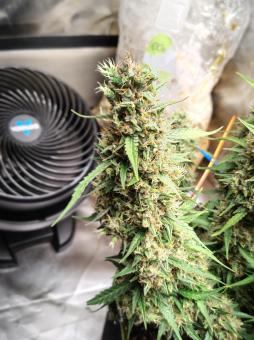 Blueberry Auto - картинка 4