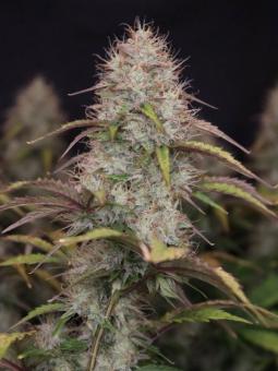 Blueberry Auto - картинка 5