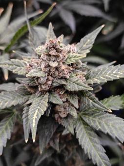 Frostbanger Auto - картинка 5