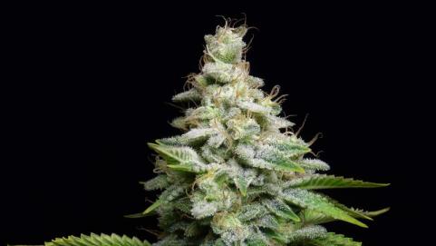 Fruit Cake - картинка 4