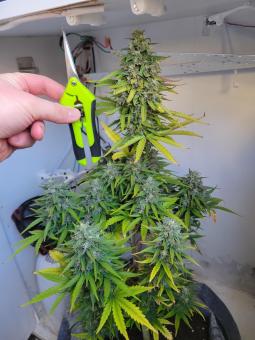 Kalashnikova Auto - картинка 3