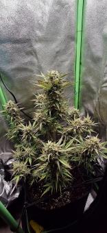 Cream Mandarine XL Auto - картинка 8