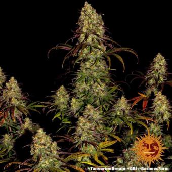 Tangerine Dream - картинка 6