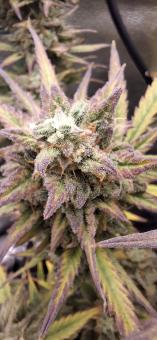 Cream Mandarine XL Auto - картинка 4