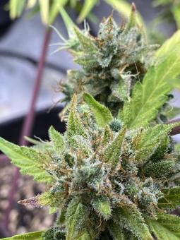 Purple Punch Auto - картинка 9