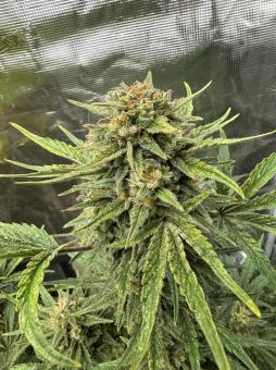 Kosher Cake Auto - картинка 2