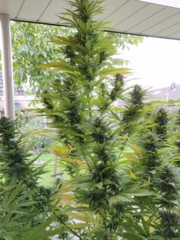 Holy Punch - картинка 4