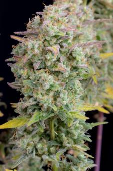 Wedding Cheesecake Auto - картинка 3