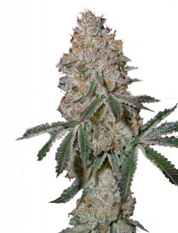 HighCloudZ - картинка 1