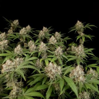 Gorilla Sherbet F1 Fast Version® - картинка 5