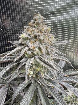 Blueberry - картинка 5