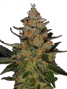 Cotton Candy Kush Early Version - картинка 1