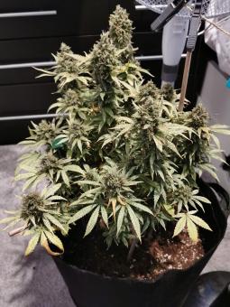 Cream Caramel F1 Fast Version - картинка 3