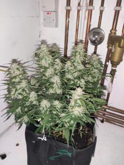 Auto Fresh Candy - картинка 8