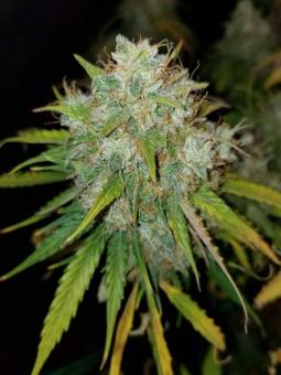 Buddha White Dwarf Auto - картинка 4