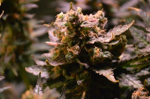 Cotton Candy Kush Early Version - картинка 5