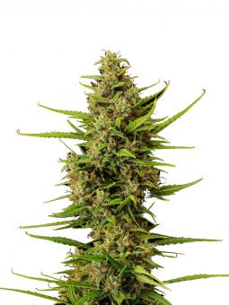 Tropical Zmoothie - картинка 1