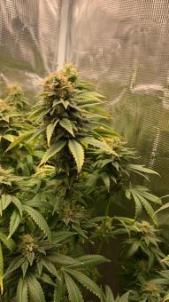 Gorilla Melon - картинка 2