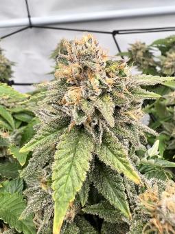 Lemon Skunk - картинка 2