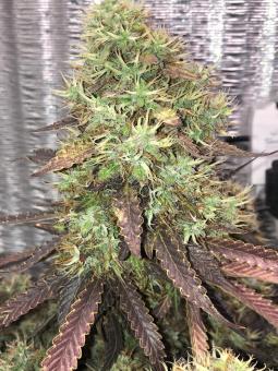 White Widow Auto - картинка 2