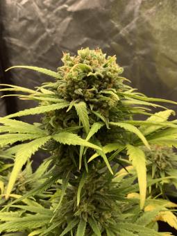 Black Jack Auto - картинка 2