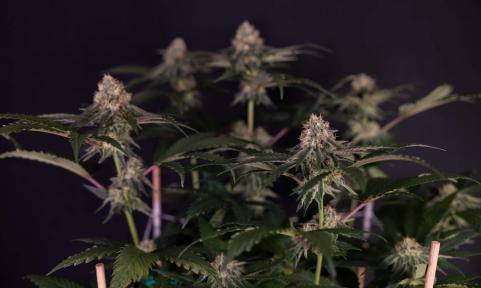 Tarte Tatin - картинка 3