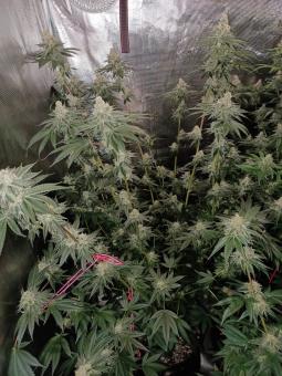 Ice Cream - картинка 4