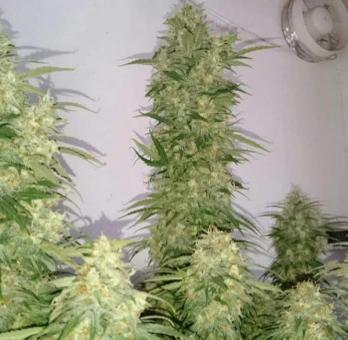 AK-47 - картинка 6