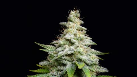 Fruit Cake - картинка 5