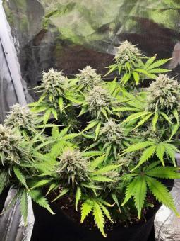 Royal Dwarf Auto - картинка 3