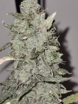 Cream Caramel F1 Fast Version - картинка 6