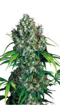 Double Dutch - картинка 7