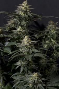 Purple Lemonade FF - картинка 4