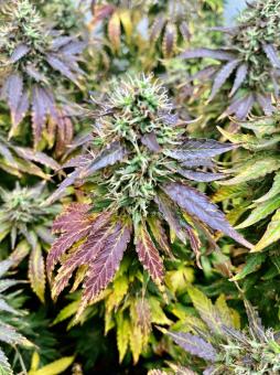 Malquerida - картинка 4