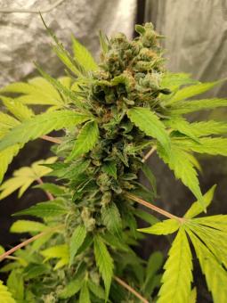 TnT Trichome - картинка 8