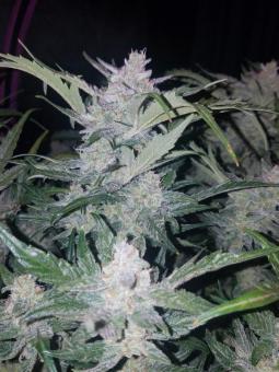 Mexican Airlines Auto - картинка 8