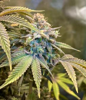 Lemon Mandarin - картинка 2