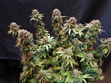 Euforia - картинка 3