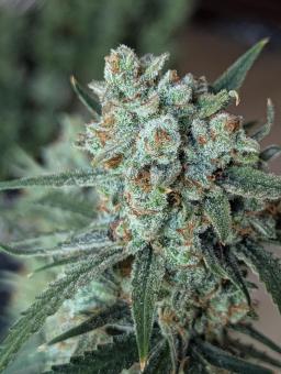 Gorilla Zkittlez Auto - картинка 6