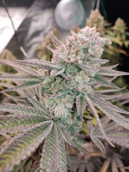 AlienZ - картинка 3