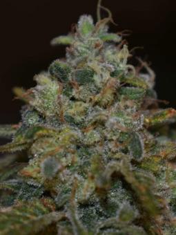 Skunk #1 Auto - картинка 2